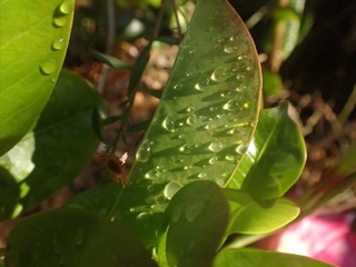 PA256351a.jpg